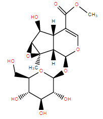 Phlorigidoside C